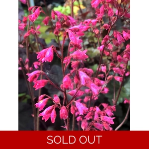 Heuchera 'Lily the Pink'
